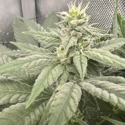 Cherry Bomb growlog timeline photo