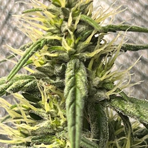 Gorilla Glue growlog timeline photo