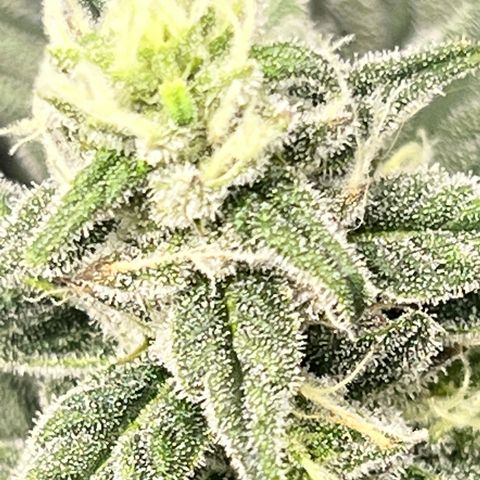 Cherry Bomb growlog timeline photo