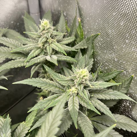 Cherry Bomb growlog timeline photo