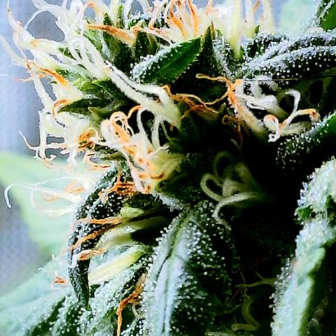 Gorilla Glue growlog timeline photo
