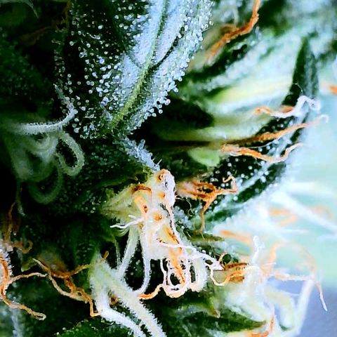 Gorilla Glue growlog timeline photo