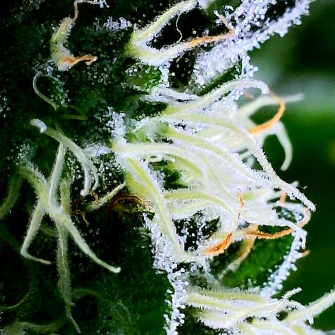 Cherry Bomb growlog timeline photo