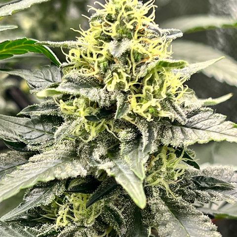 Cherry Bomb growlog timeline photo