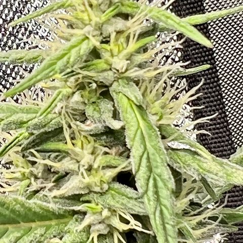 Gorilla Glue growlog timeline photo