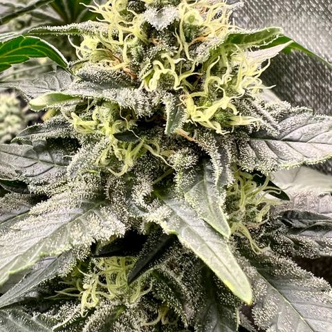 Cherry Bomb growlog timeline photo