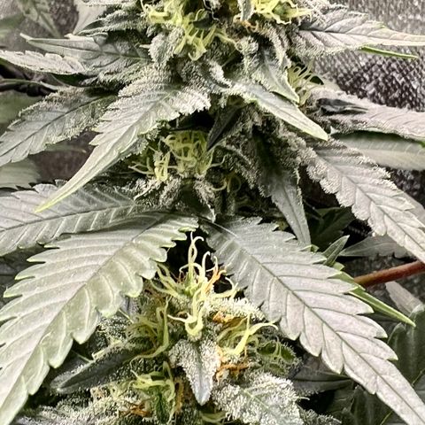 Cherry Bomb growlog timeline photo