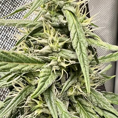 Gorilla Glue growlog timeline photo