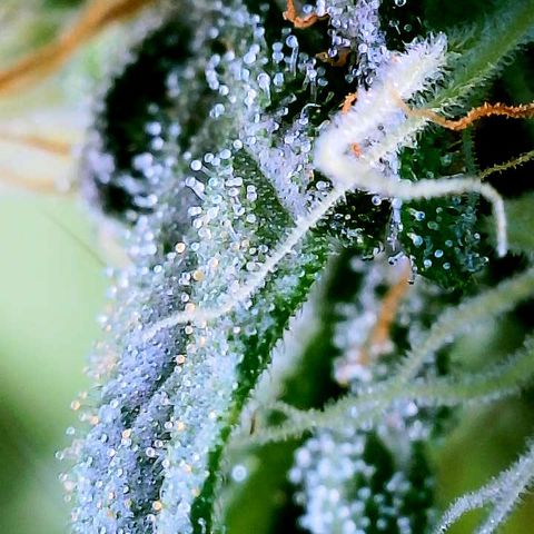 Gorilla Glue growlog timeline photo