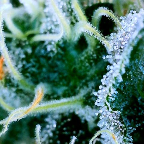 Cherry Bomb growlog timeline photo