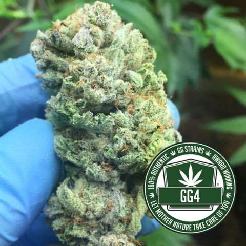Gorilla Glue growlog timeline photo