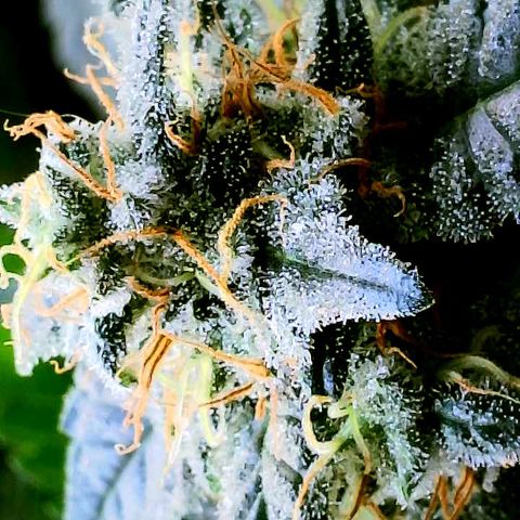 Cherry Bomb growlog timeline photo