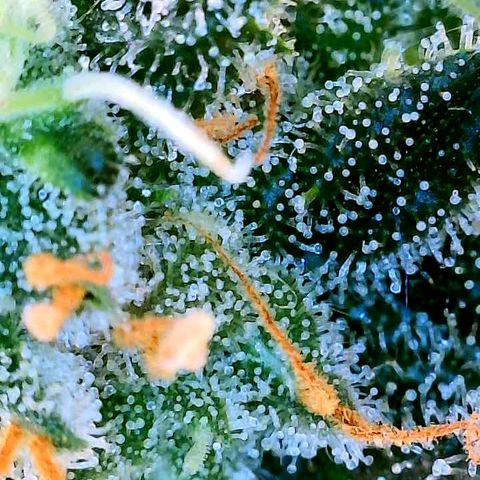 Cherry Bomb growlog timeline photo