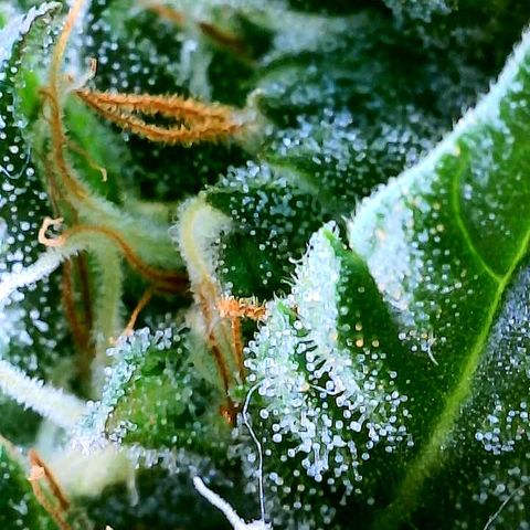 Gorilla Glue growlog timeline photo