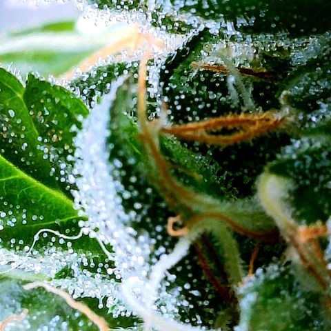 Gorilla Glue growlog timeline photo