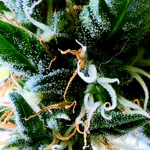 Gorilla Glue growlog timeline photo