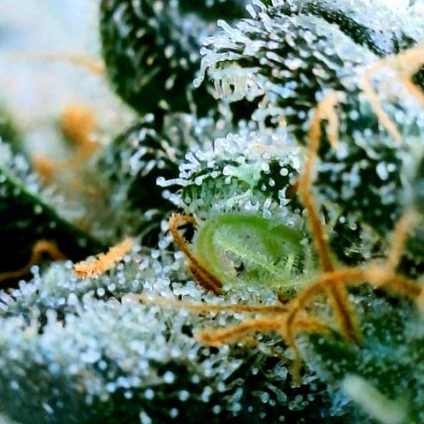 Cherry Bomb growlog timeline photo