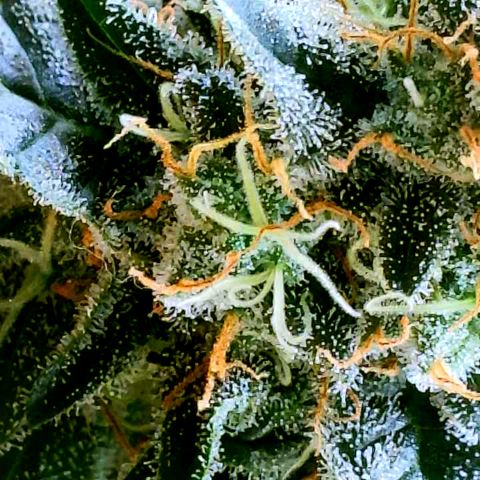 Cherry Bomb growlog timeline photo