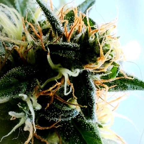 Gorilla Glue growlog timeline photo