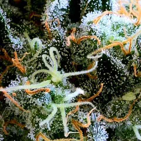 Cherry Bomb growlog timeline photo
