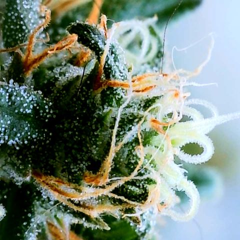 Gorilla Glue growlog timeline photo