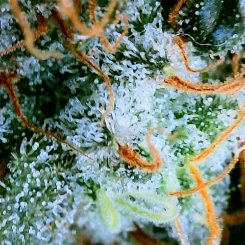 Cherry Bomb growlog timeline photo