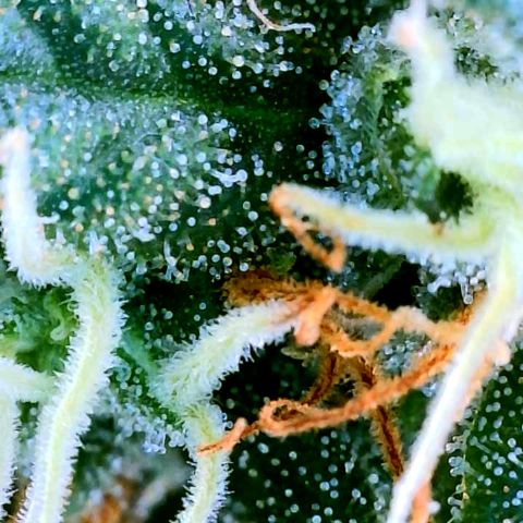 Gorilla Glue growlog timeline photo