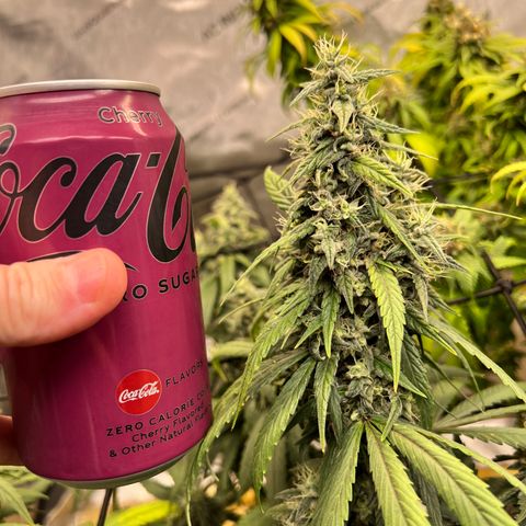Gorilla Glue growlog timeline photo
