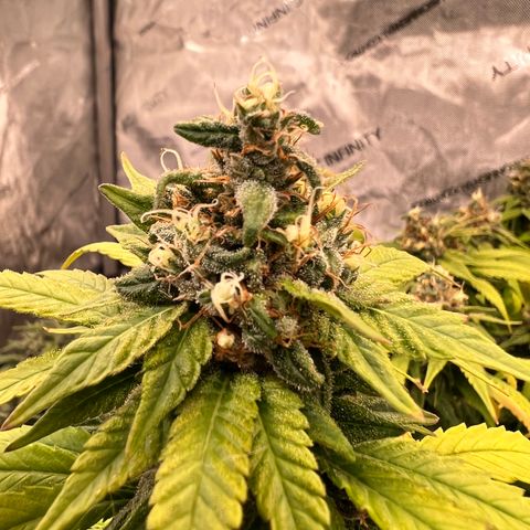 Gorilla Glue growlog timeline photo