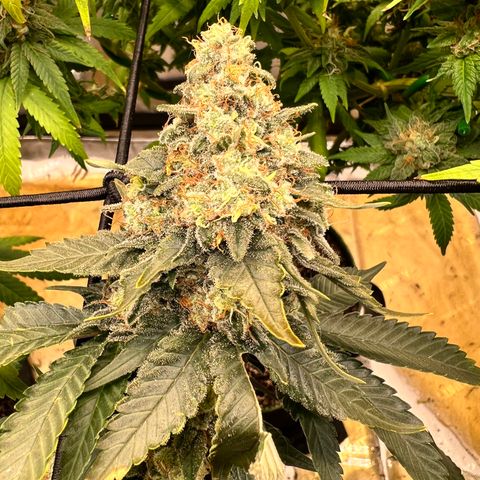 Cherry Bomb growlog timeline photo