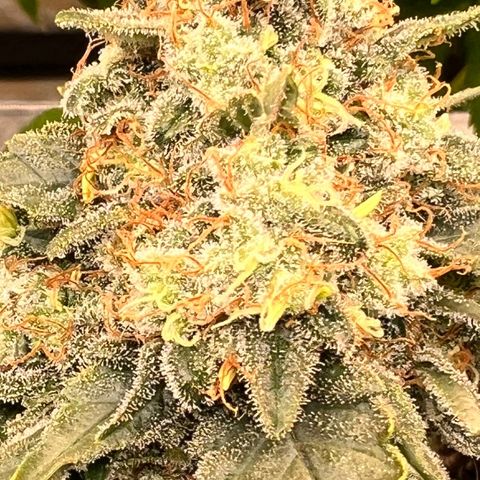 Cherry Bomb growlog timeline photo