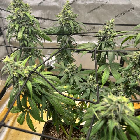 Gorilla Glue growlog timeline photo