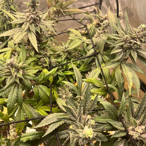Cherry Bomb growlog timeline photo