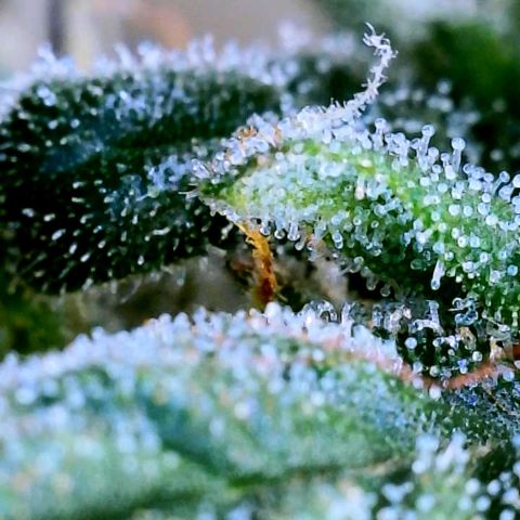 Gorilla Glue growlog timeline photo