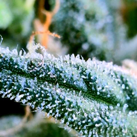 Gorilla Glue growlog timeline photo