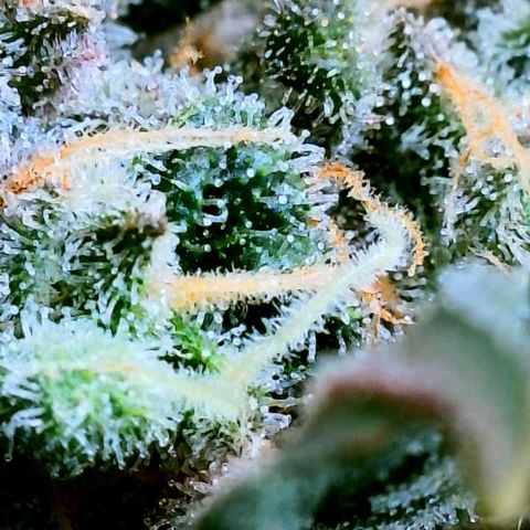 Cherry Bomb growlog timeline photo