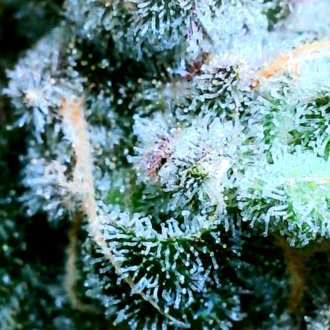 Cherry Bomb growlog timeline photo