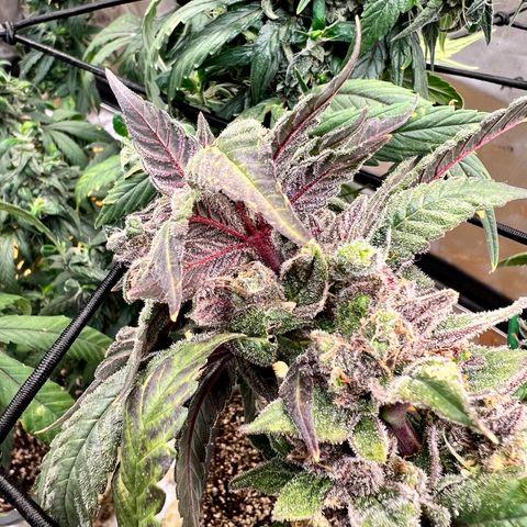 Cherry Bomb growlog timeline photo