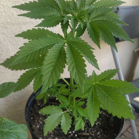 Auto Nordic Blueberry  growlog timeline photo