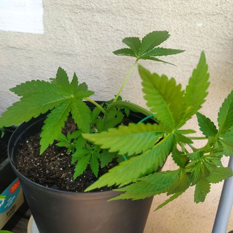 Auto Nordic Blueberry  growlog photo: Light LST