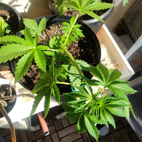 Auto Nordic Blueberry  growlog photo: Light LST