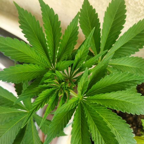 Auto Nordic Blueberry  growlog photo: LST training. Looks healthy. 
