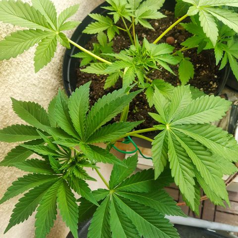 Auto Nordic Blueberry  growlog photo: LST training. Looks healthy. 