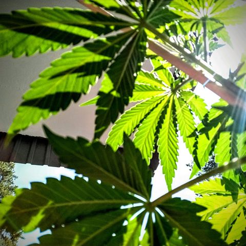 Auto Nordic Blueberry  growlog timeline photo