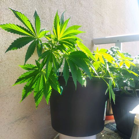 Auto Nordic Blueberry  growlog photo: Still in veg. 