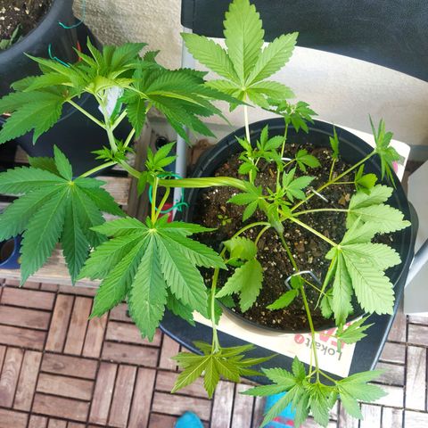 Auto Nordic Blueberry  growlog photo: Still in veg. 
