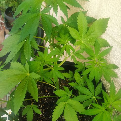 Auto Nordic Blueberry  growlog timeline photo