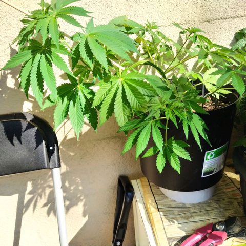 Auto Nordic Blueberry  growlog photo: Getting bigger. More LST. 