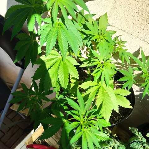 Auto Nordic Blueberry  growlog photo: Getting bigger. More LST. 