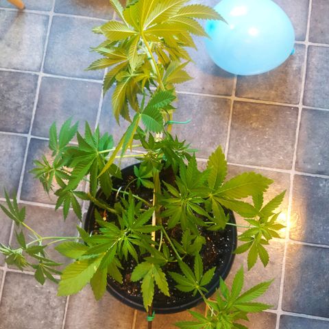 Auto Nordic Blueberry  growlog photo: LST!